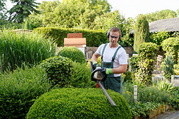 Best Lawn Disease Treatment  in USA